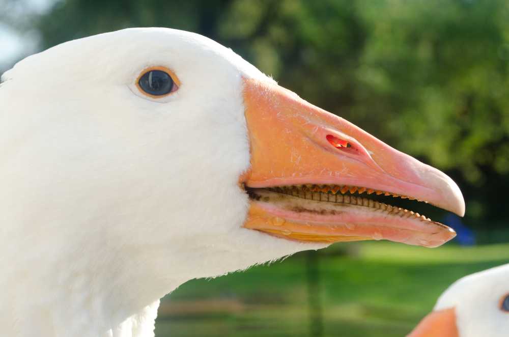 a white goose with an orange beak has little teeth all along the beak, making it look a bit velociraptor-like